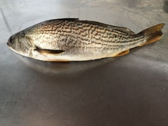 Cynoscion reticulatus