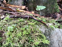 Pseudoeurycea conanti