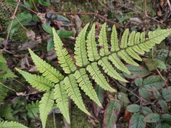 Dryopteris fuscipes