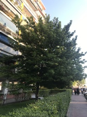 Acer negundo