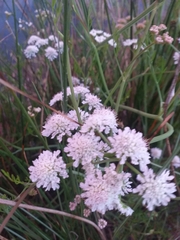 Astrantia major