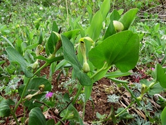 Aristolochia lutea