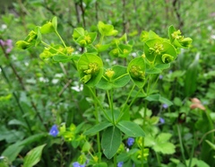 Euphorbia angulata