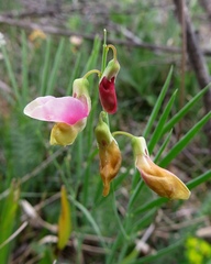 Lathyrus pannonicus varius