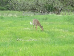 Odocoileus virginianus leucurus