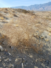 Psorothamnus arborescens