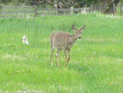 Odocoileus virginianus leucurus