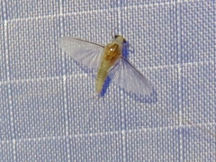 Caenis horaria