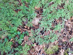Dicentra formosa formosa