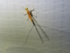 Stenacron interpunctatum interpunctatum