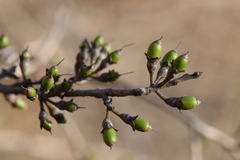 Erythroxylum mexicanum