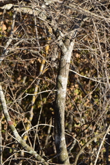 Erythroxylum mexicanum