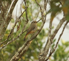 Phoenicurus frontalis