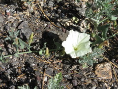 Calystegia malacophylla