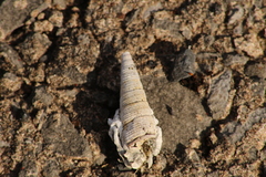Turritella