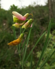 Lathyrus pannonicus varius
