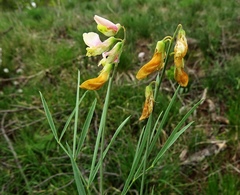 Lathyrus pannonicus varius