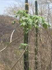 Gyrocarpus jatrophifolius