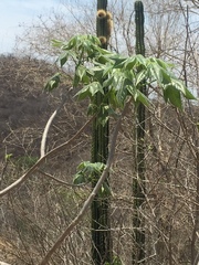 Gyrocarpus jatrophifolius