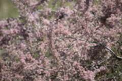 Tamarix laxa