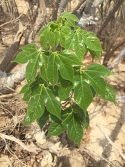 Gyrocarpus jatrophifolius