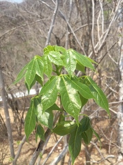 Gyrocarpus jatrophifolius