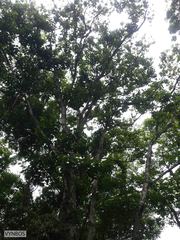 Macaranga capensis capensis