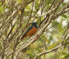 Phoenicurus frontalis