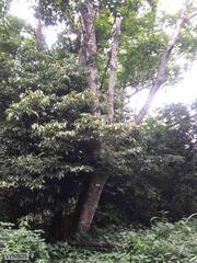 Macaranga capensis capensis