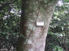 Macaranga capensis capensis