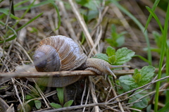 Helix pomatia