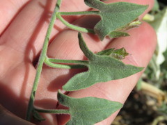 Calystegia malacophylla
