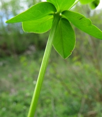Euphorbia angulata