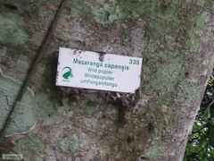 Macaranga capensis capensis