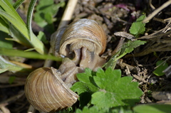 Helix pomatia