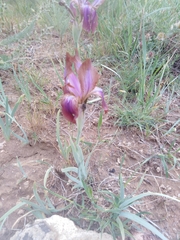 Iris stolonifera
