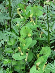 Aristolochia lutea