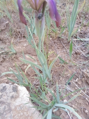 Iris stolonifera