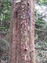 Philenoptera sutherlandii