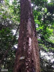 Philenoptera sutherlandii