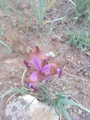 Iris stolonifera