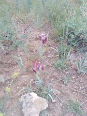 Iris stolonifera