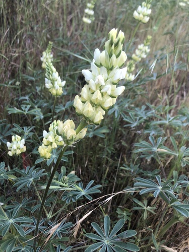Photos of chick lupine (Lupinus microcarpus) · iNaturalist