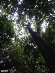 Philenoptera sutherlandii