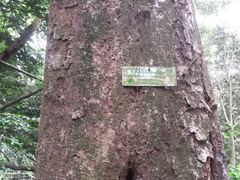 Philenoptera sutherlandii