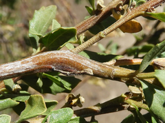 Rhopalomyia baccharis