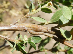Rhopalomyia baccharis