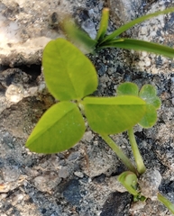 Trifolium medium