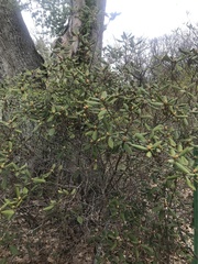 Rhododendron carolinianum