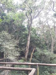 Ficus burkei